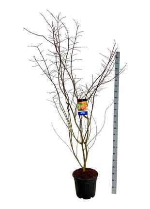 Acer 'North Wind'® (Jack Frost)