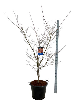 Acer 'North Wind'® (Jack Frost)