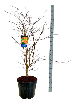 Acer 'North Wind'® (Jack Frost)
