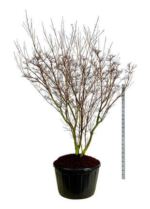Cornus kousa 'Milky Way'