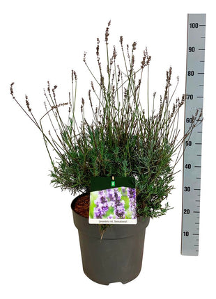 Lavandula int. 'Sensational'®