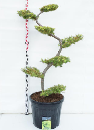 Larix kaempferi