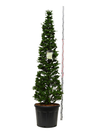 Larix kaempferi