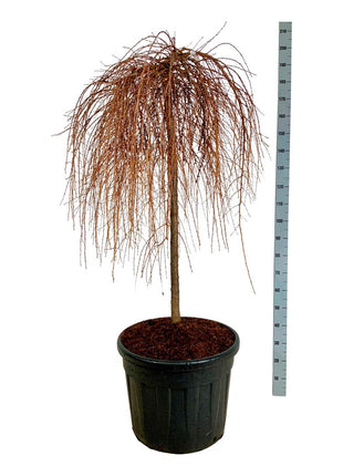 Larix kaempf. 'Stiff Weeper'