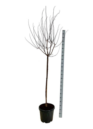 Prunus cer. 'Nigra'