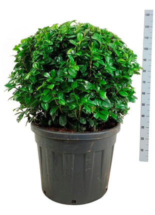 Prunus laur. 'Ani'
