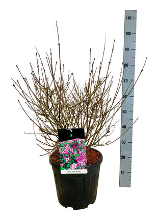 Syringa meyeri 'Palibin'
