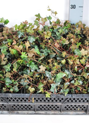 Hedera hel. 'Normandy Carpet'