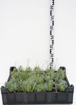 Lavandula ang. 'Alba'