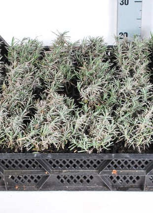 Lavandula ang. 'Dwarf Blue'