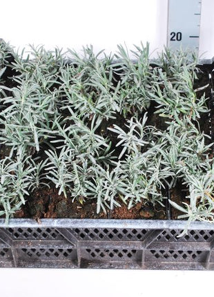 Lavandula ang. 'Munstead'