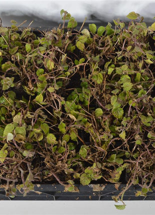 Lamiastrum galeobdolon