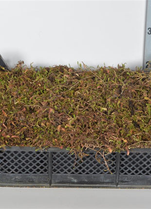 Leptinella squalida