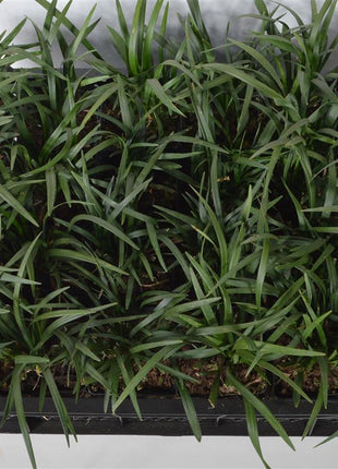 Liriope musc. 'Ingwersen'
