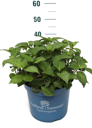 Hydrangea Endless Sum. BloomStar® Blue