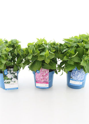 Hydrangea Endless Sum. BloomStar® Blue