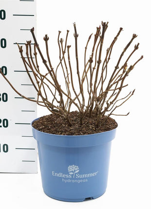 Hydrangea Endless Sum. BloomStar® Pink
