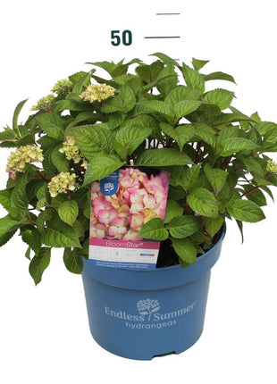 Hydrangea Endless Sum. BloomStar® Pink