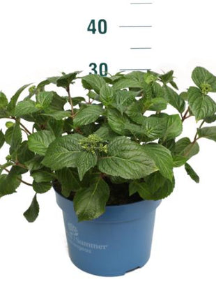 Hydrangea Endless Sum. Pop Star® Blue