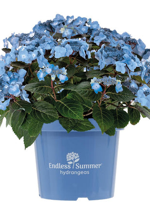 Hydrangea Endless Sum. Pop Star® Blue