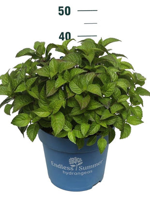 Hydrangea Endless Sum. Pop Star® Blue