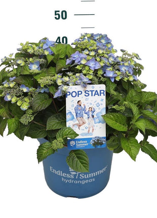 Hydrangea Endless Sum. Pop Star® Blue