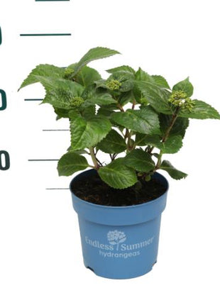 Hydrangea Endless Sum. Pop Star® Pink