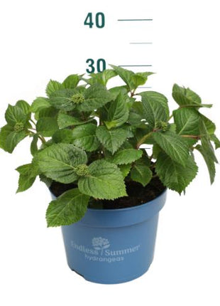 Hydrangea Endless Sum. Pop Star® Pink