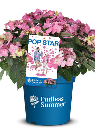 Hydrangea Endless Sum. Pop Star® Pink