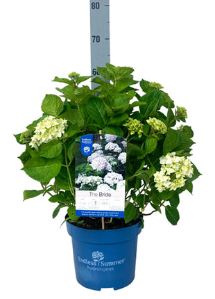 Hydrangea Endless Sum. The Bride® White