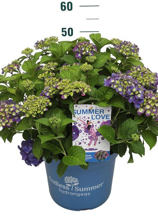 Hydrangea Endless Sum. Summer Love® Purple