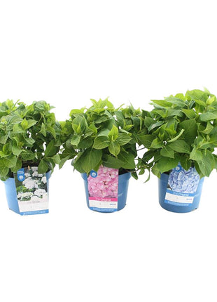 Hydrangea Endless Sum.® in cultivars