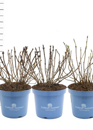 Hydrangea Endless Sum.® in cultivars