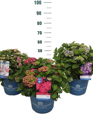 Hydrangea Endless Sum.® in cultivars