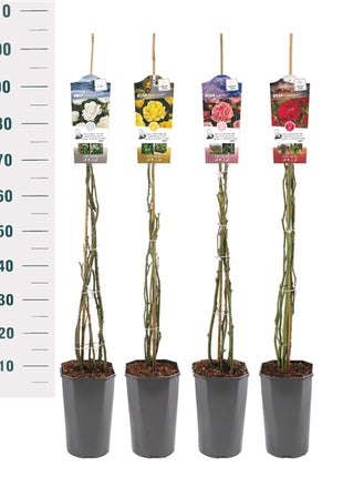 Rosa Mix Climbers Basic