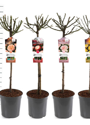 Rosa Mix Stem Exclusive Collection