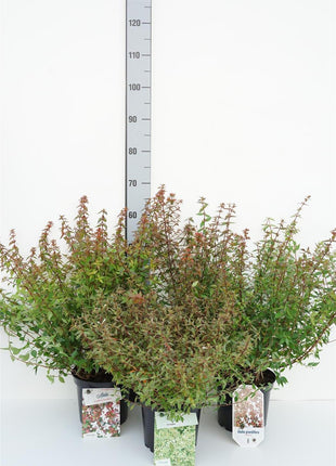 Abelia in cultivars