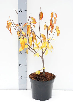 Frangula alnus (Rhamnus)