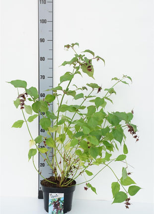 Leycesteria for. 'Purple Rain'