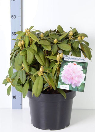Rhododendron (Y) 'Doc'
