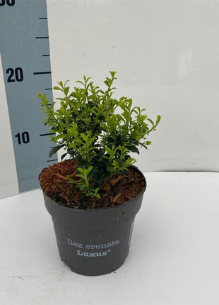 Ilex cren. 'Luxus'®
