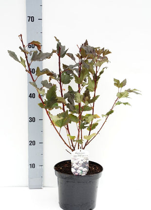 Physocarpus op. 'Summer Wine'