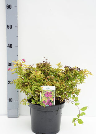 Spiraea jap. 'Goldmound'