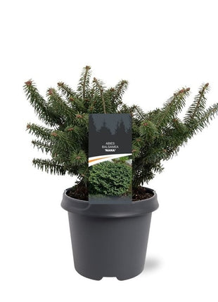 Abies balsamea 'Nana'