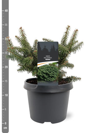 Abies balsamea 'Nana'