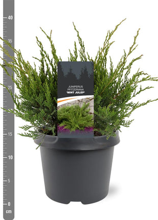 Juniperus pf. 'Mint Julep'