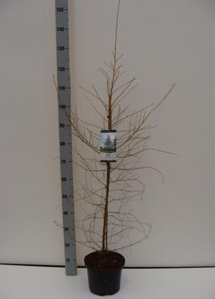 Larix decidua