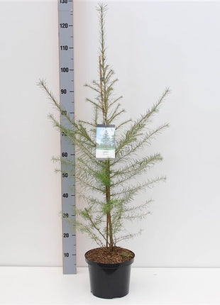Larix decidua
