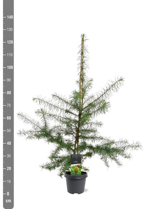 Larix kaempferi