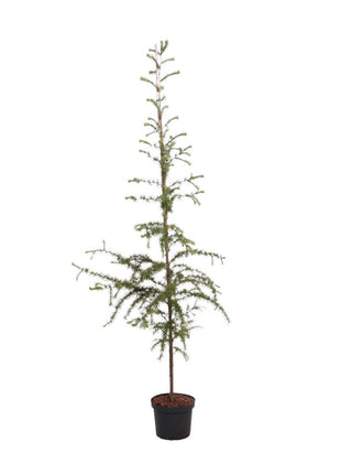 Larix kaempferi